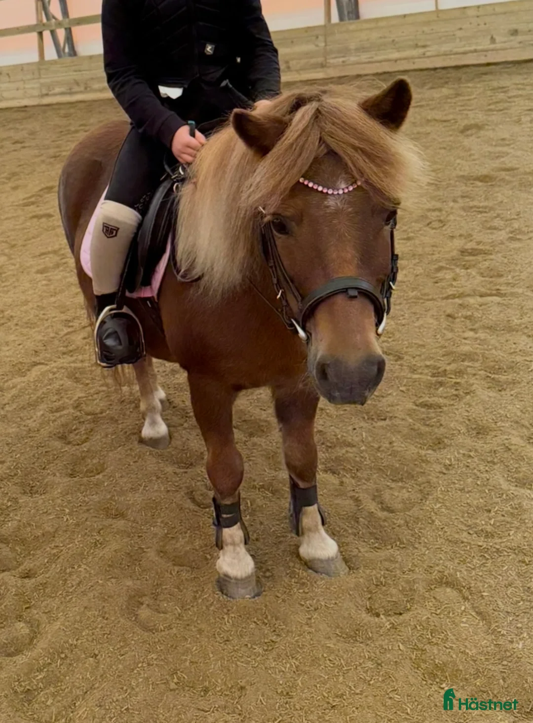 Allround hästar till salu: Shetlandssto i Alnö - Annons 4