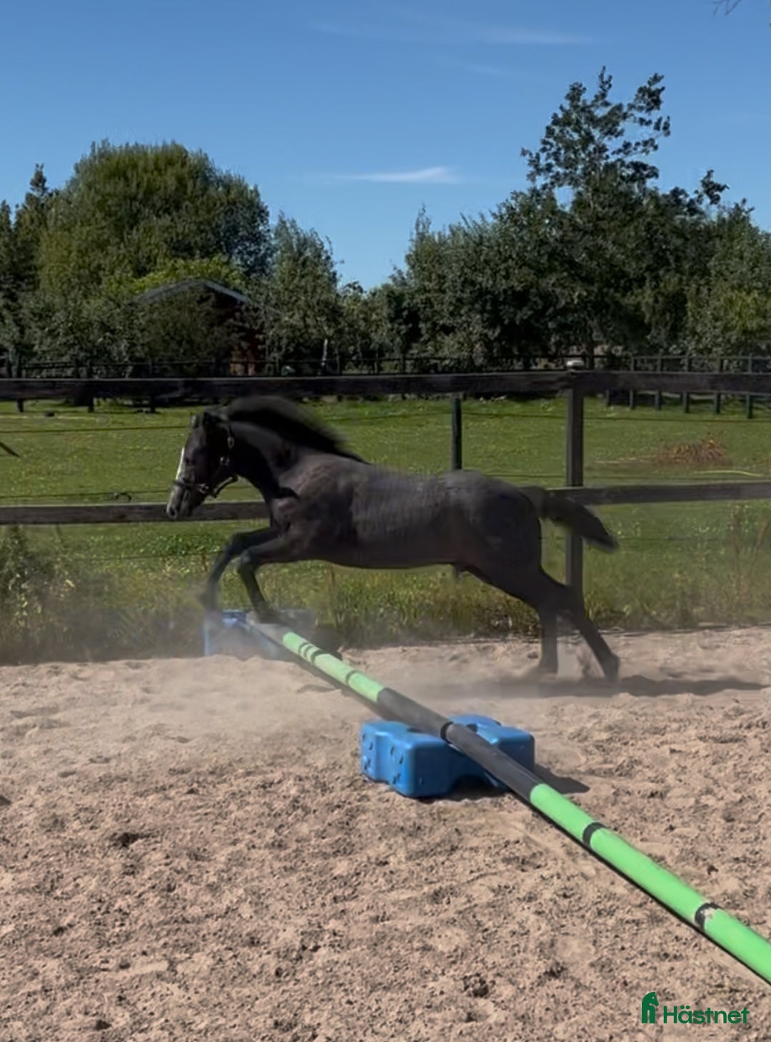 Allround hästar till salu: Välhanterad connemara i Getinge - Annons 9