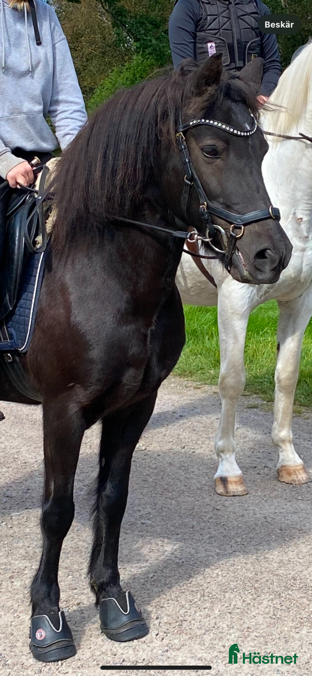 Sällskap hästar till salu: Två Solstrålar som sällskap/ ev hobbyridning i Laholm - Annons 4