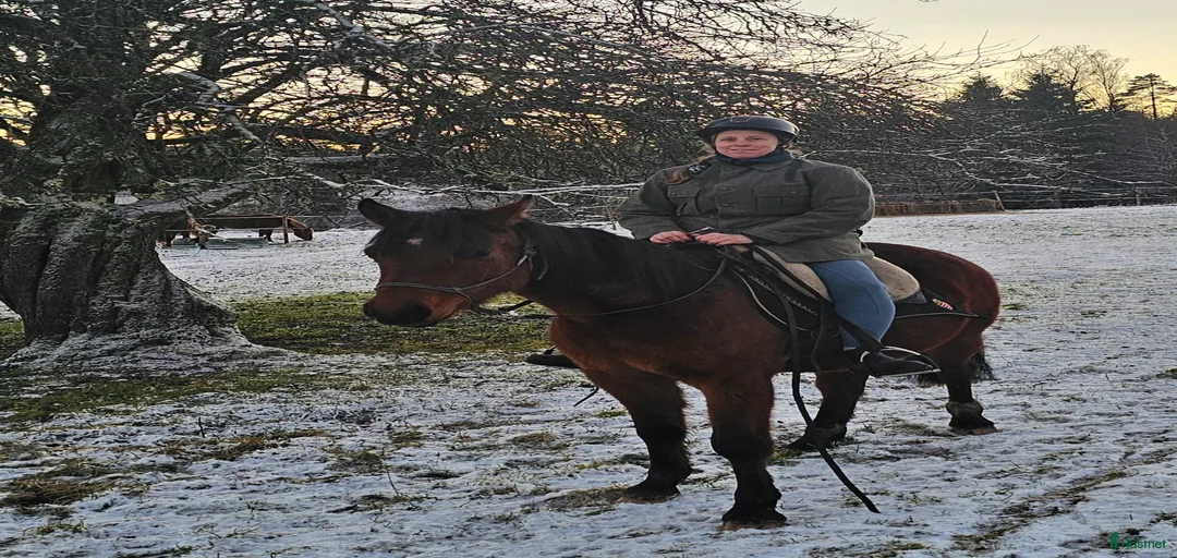 Galleribild {{count}}