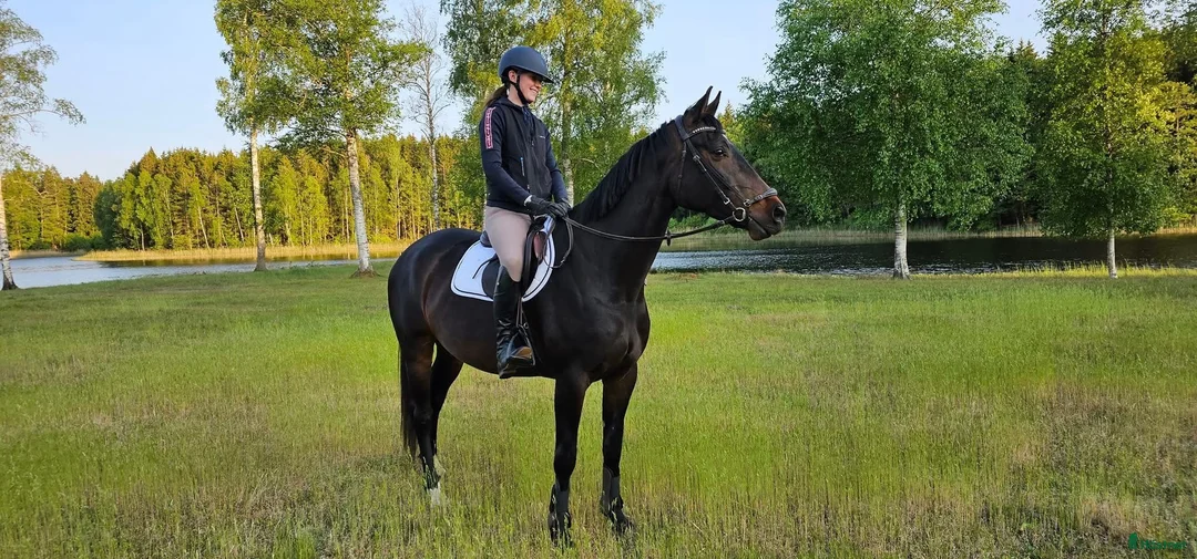 Allround hästar till salu: Välstammad projekt med potential  i Bräkne-Hoby - Annons 2