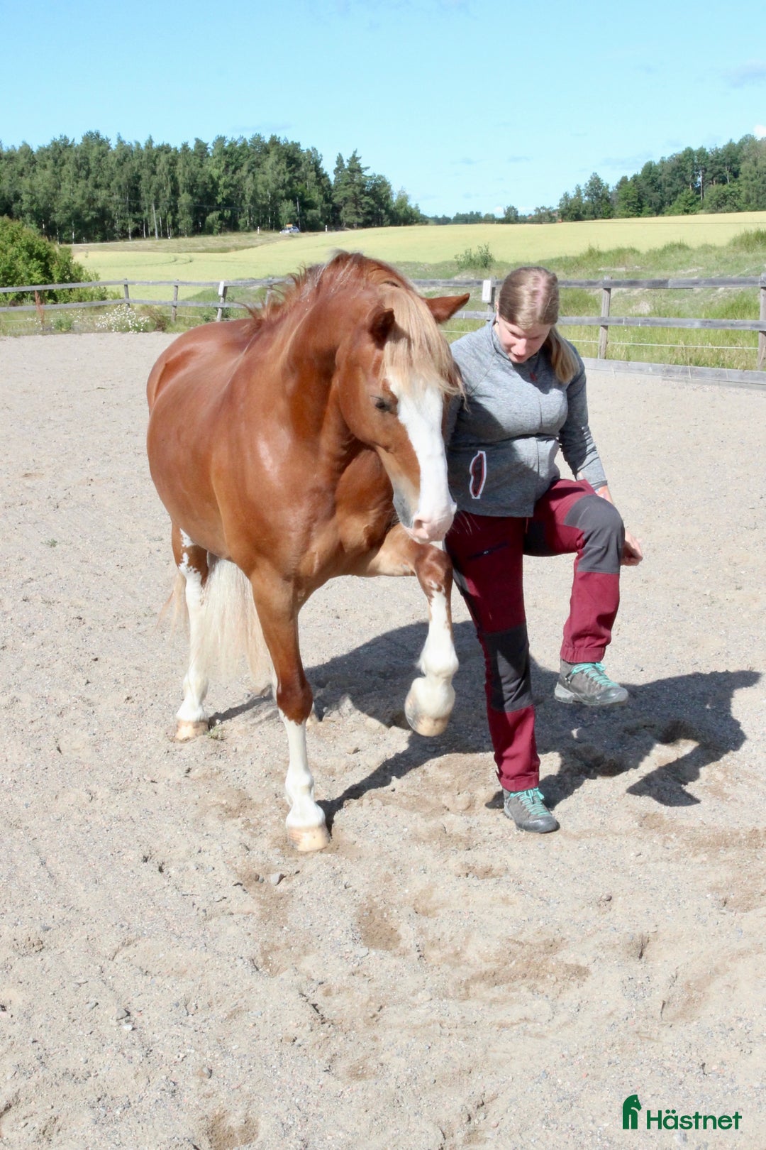  hästservice finnes: Horsemanship, lastning, trygg häst, tillridning mm i Nyköping - Annons 3