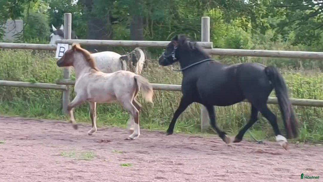 Allround hästar till salu: Welsh mountain hingst  i Borgholm - Annons 4