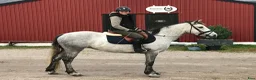 Allround hästar till salu: Fancy maxad D-ponny perfekt för mor och dotter - Annons 1