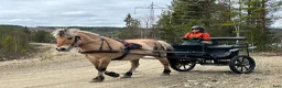Körvagnar körning till salu: Jättefin rockard säljes i Fredrika - Annons 6