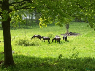 hästservice Sommarbete 2026 i Vetlanda - Annons 13