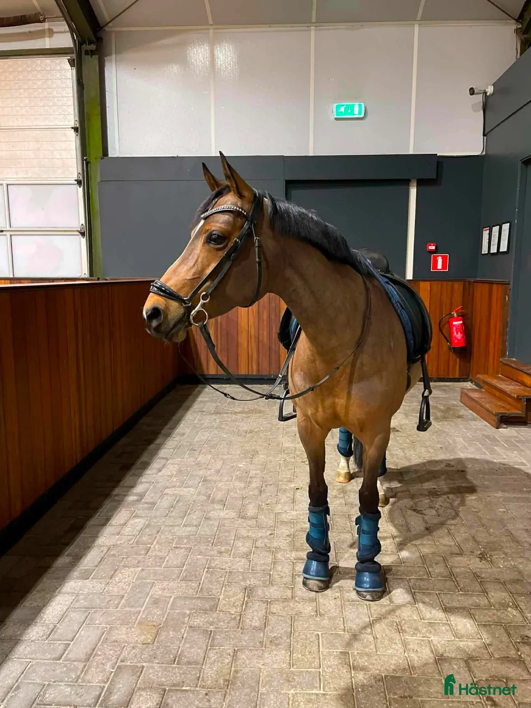 Dressyr hästar till salu: FEI dressyrponny  - Annons 2