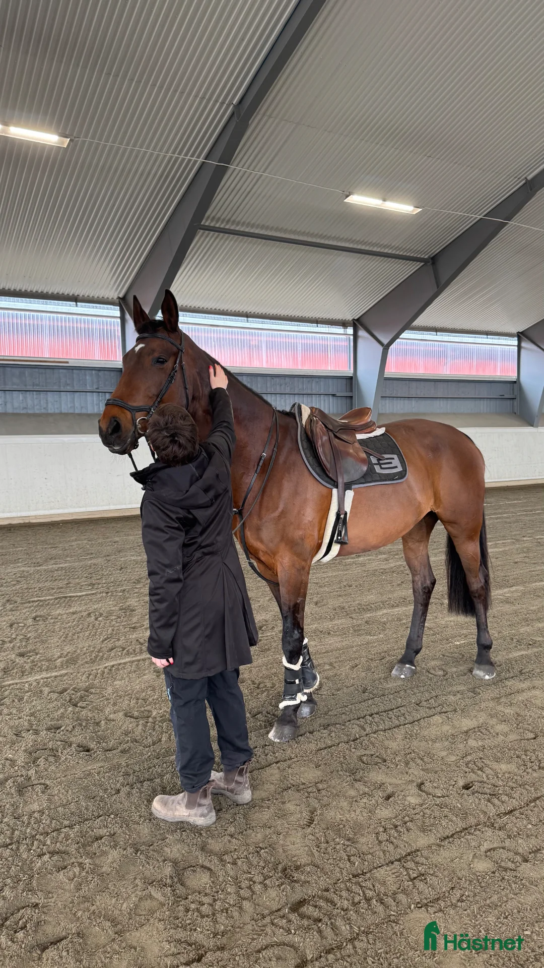 Hoppning hästar till salu: Trevligt sto i Karlstad - Annons 1