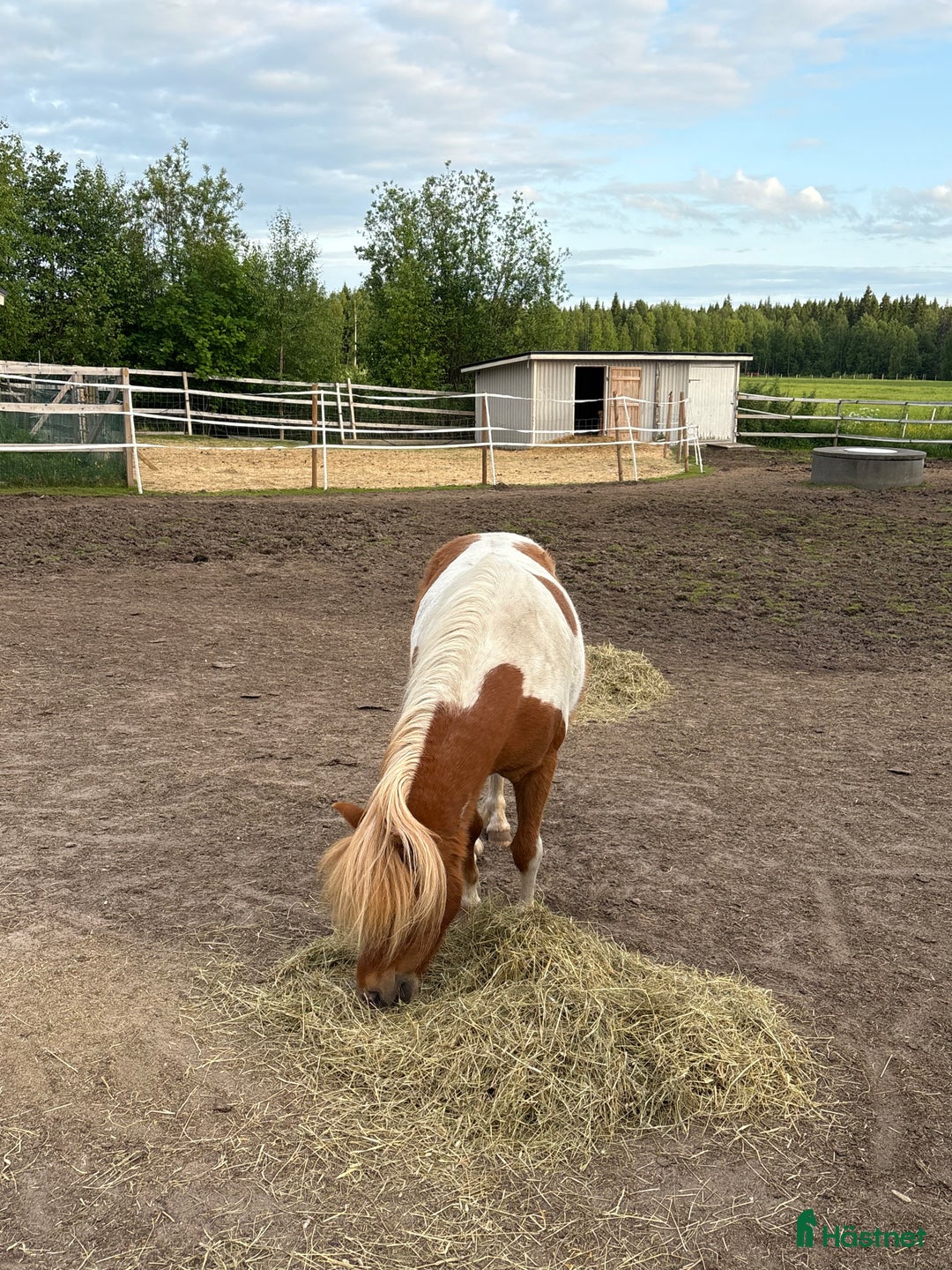 Övrigt hästar till salu: Amerikansk miniatyr  i Luleå - Annons 1