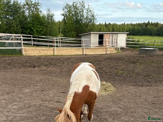 Övrigt hästar till salu: Amerikansk miniatyr i Luleå - Annons 3