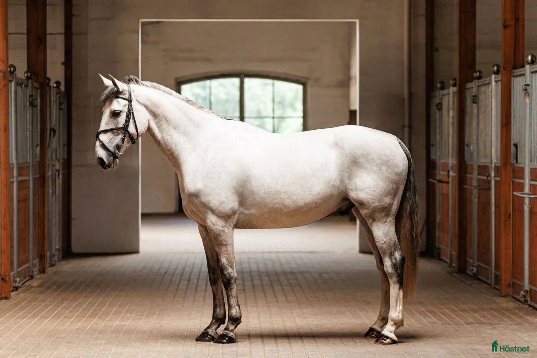Galopp hästar till salu: Gorgeous 4 yo gelding   - Annons 4