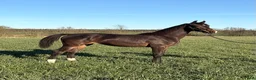 Dressyr hästar till salu: Ädelt sto söker nytt hem i Lidköping - Annons 1