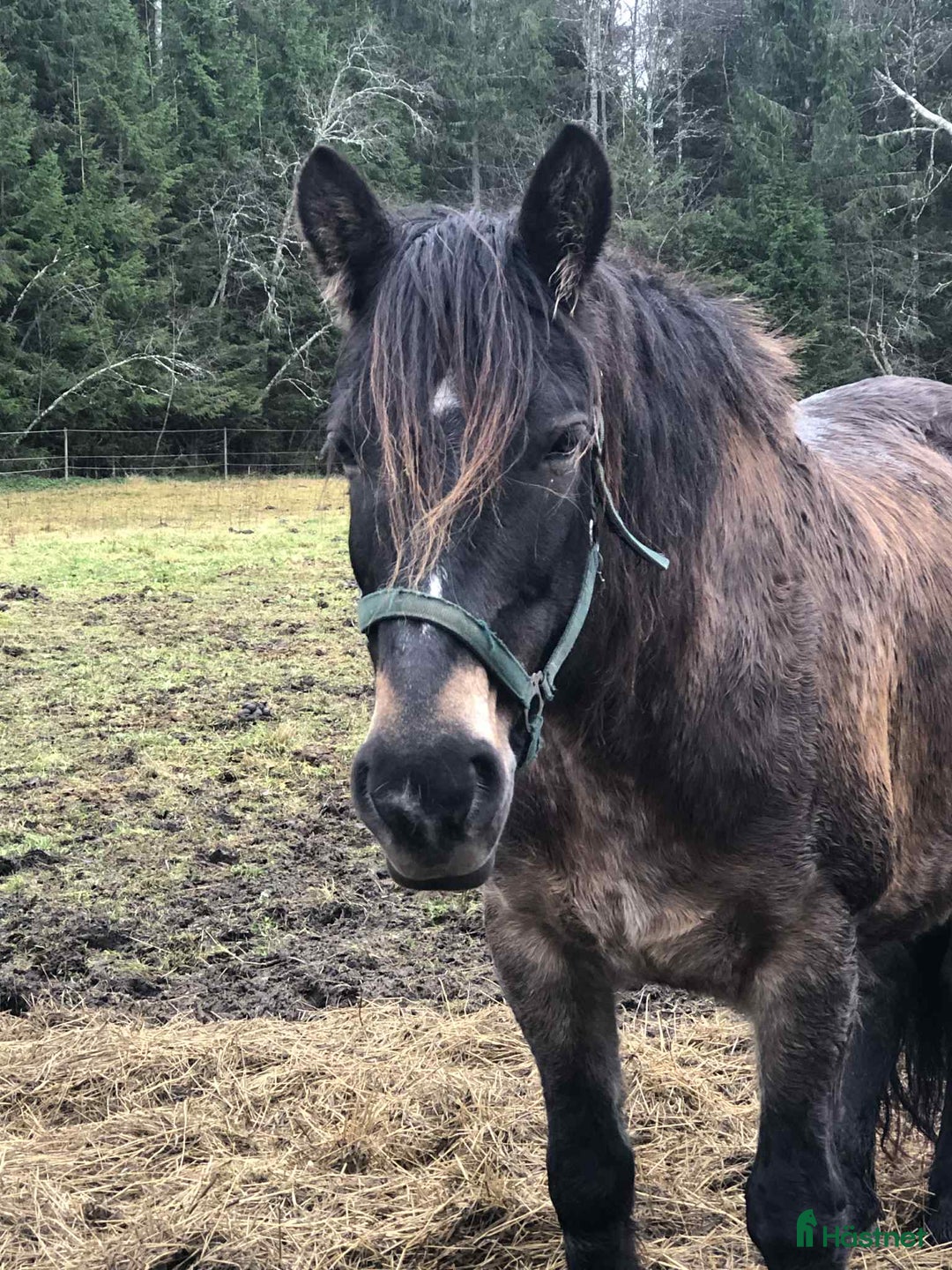 Allround hästar till salu: Mycket trevligt inridet sto söker sista hem i Borlänge - Annons 4