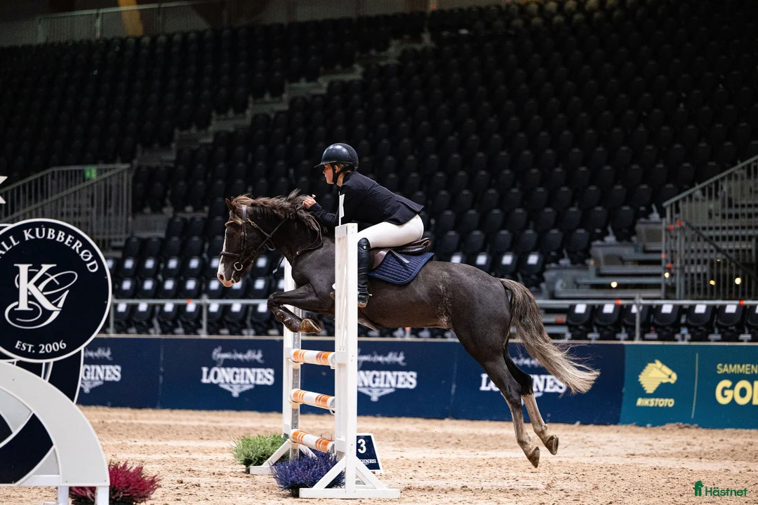 Hoppning hästar till salu: Fantastisk kat.2 sprangponni selges i Miland - Annons 3