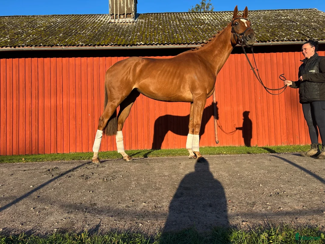 Allround hästar till salu: Utvecklingsbar sto  - Annons 1