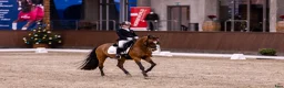 Dressyr hästar till salu: Top FEI pony  - Annons 14