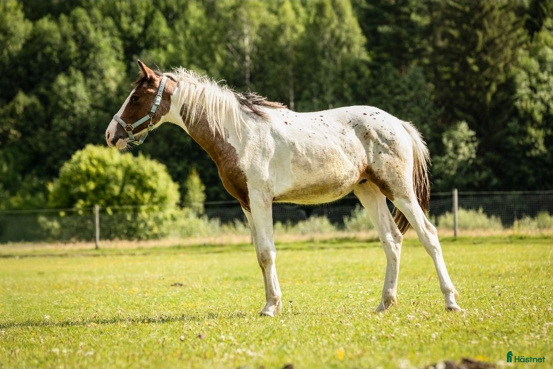  hästar Vacker 1-åring - Pintaloosa sto och hingst - Annons 1