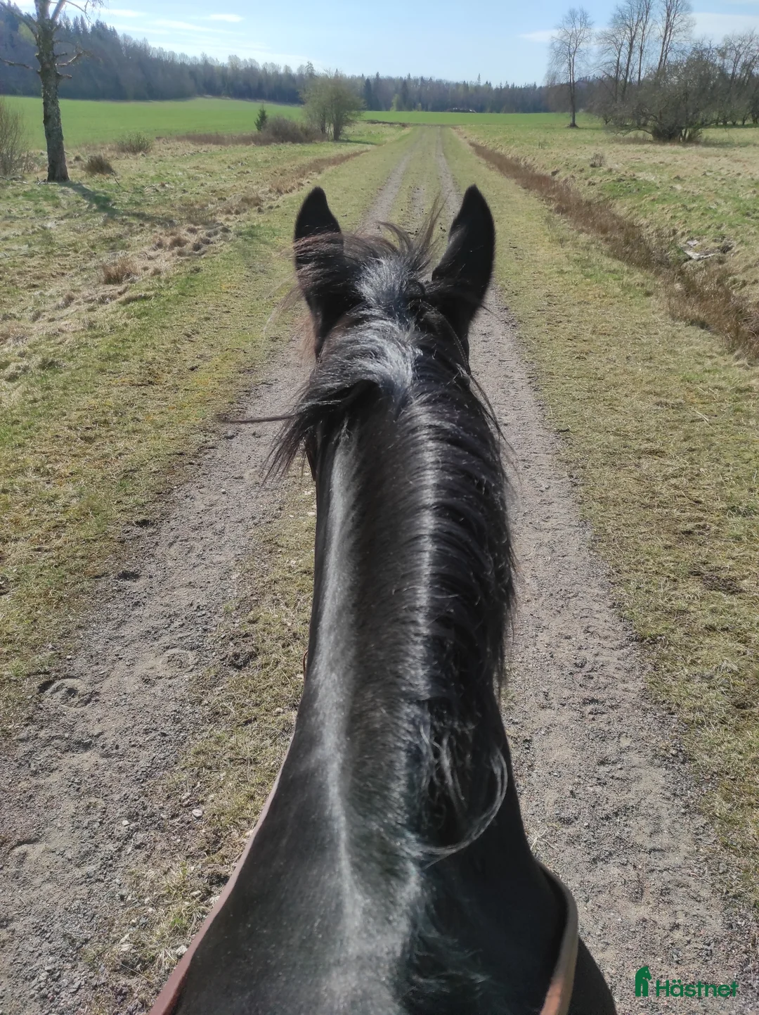 Western hästar sökes: Foder för senare köp  i Alingsås - Annons 1
