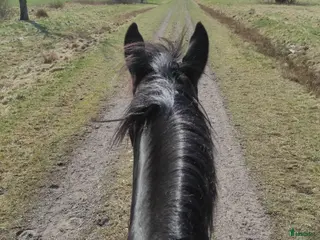 hästar Foder för senare köp i Alingsås - Annons 3