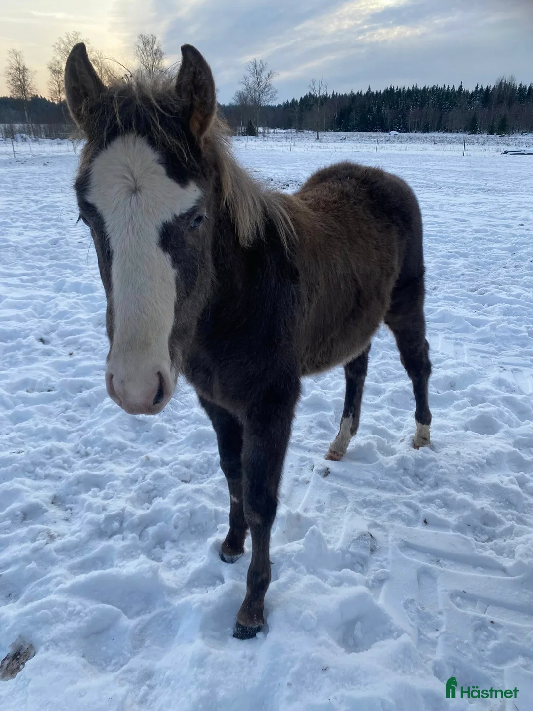 Western hästar till salu: DC Spooks Shining Whiz i Sävsjö - Annons 2