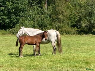 hästar 11 årigt toppstammat hoppsto i Ljungby - Annons 4