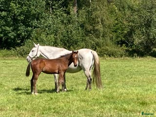 hästar 11 årigt toppstammat hoppsto i Ljungby - Annons 8