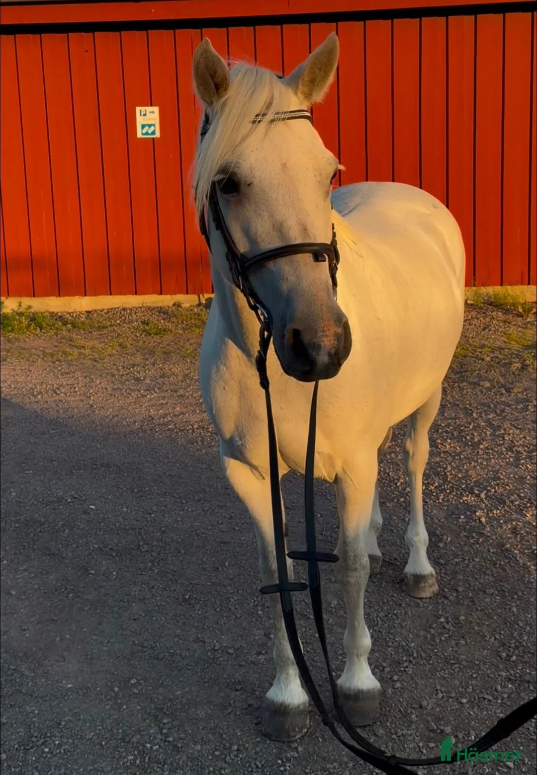 Allround hästar till salu: Nu letar vi nytt hem till vår fina "Lexi" - Annons 2