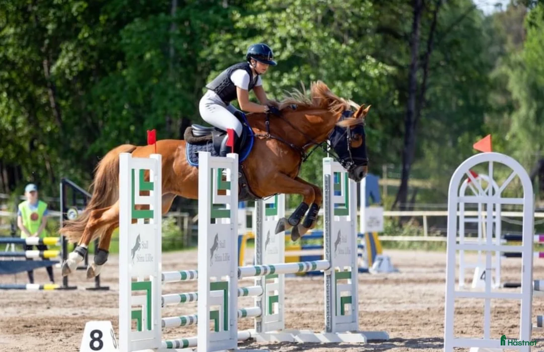 Hoppning hästar till salu: 🌟 Tävlingshäst med kapacitet – 11-årigt sto i Strömsholm - Annons 1