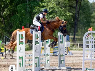 hästar 🌟 Tävlingshäst med kapacitet – 11-årigt sto i Strömsholm - Annons 9