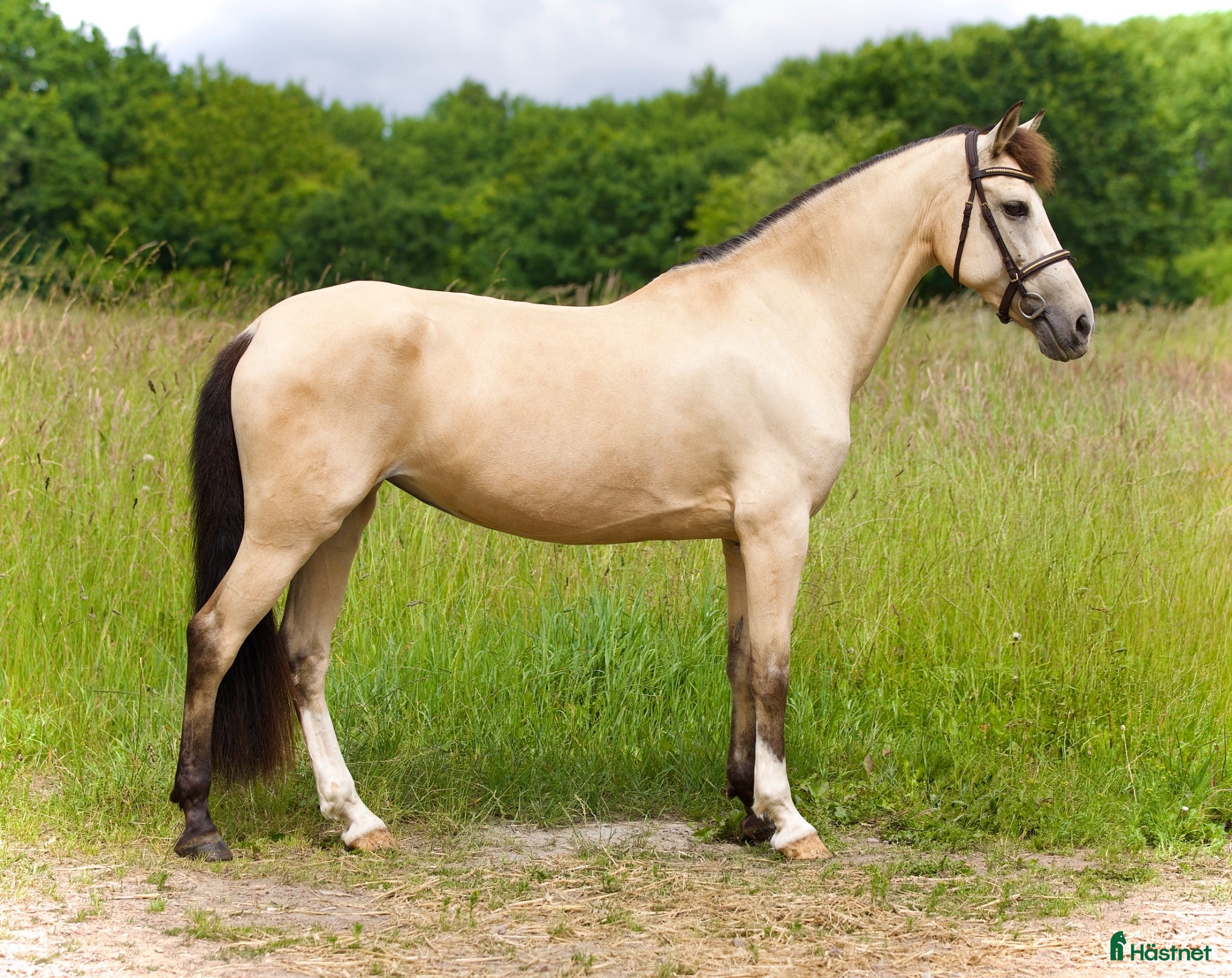  hästar 🌟 Blickfångande maxad D-ponny med kapacitet 🌟 - Annons 2