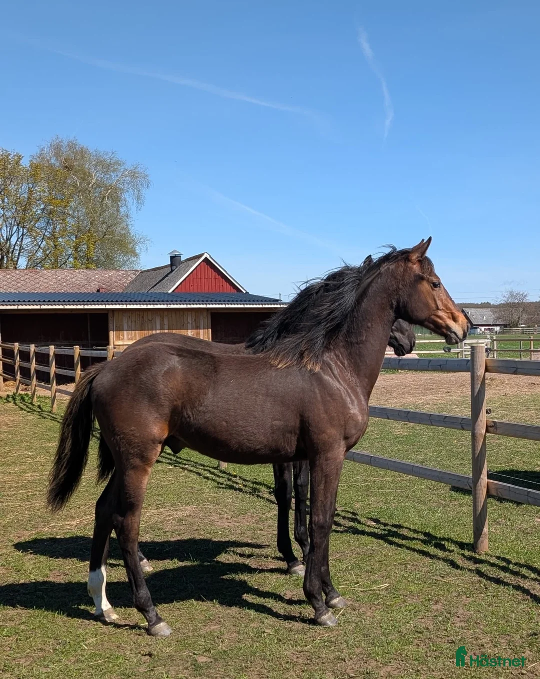 Dressyr hästar till salu: Mycket fin åring med topp dressyrstam!  i Hörby - Annons 14