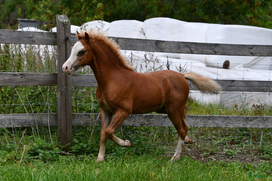 Allround hästar till salu: Ett föl som fångar blicken direkt.  i Nyköping - Annons 12