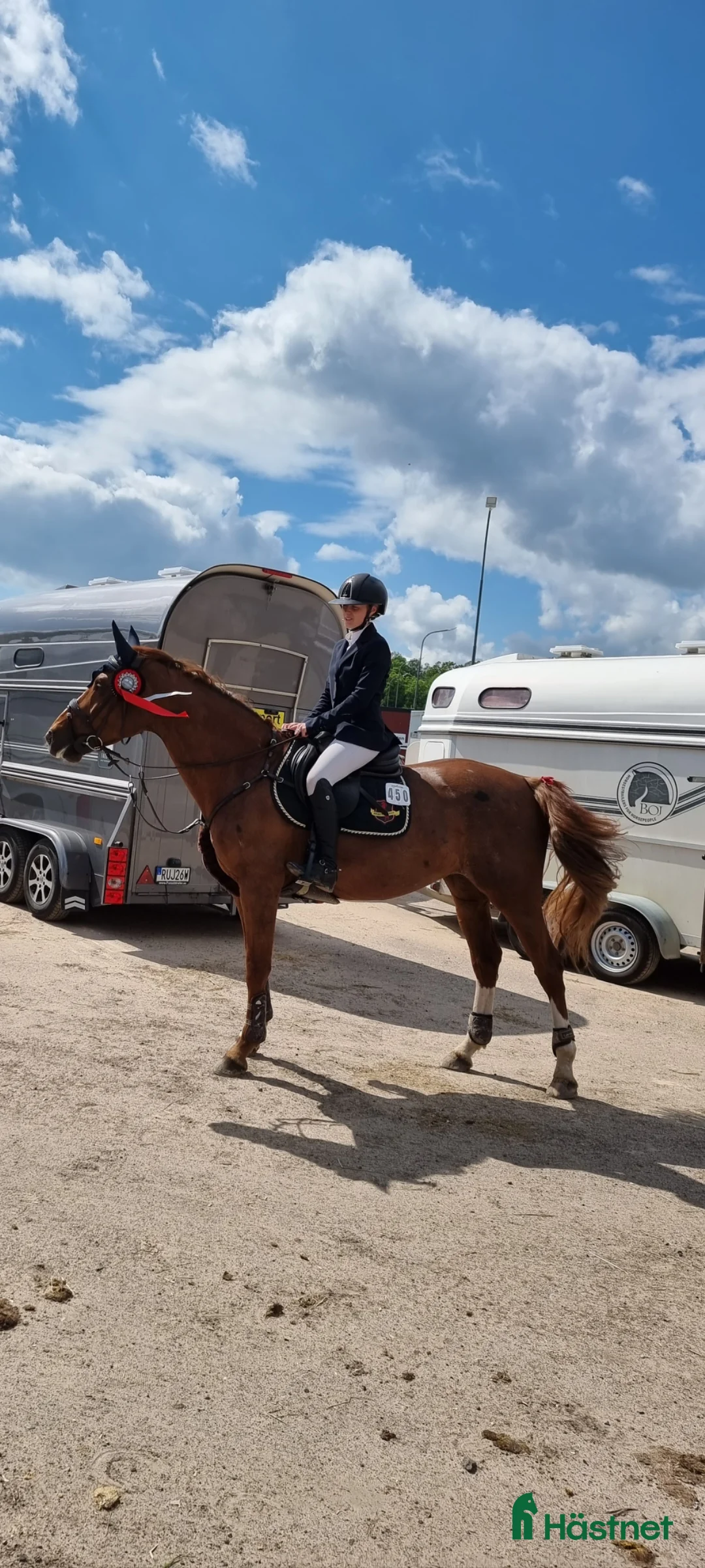 Allround hästar till salu: Fint sto till både avel och ridning  - Annons 1