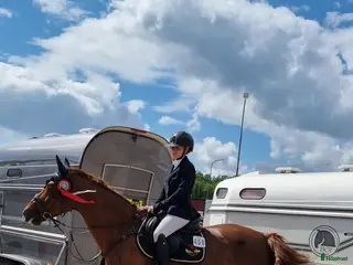 hästar Fint sto till både avel och ridning - Annons 2