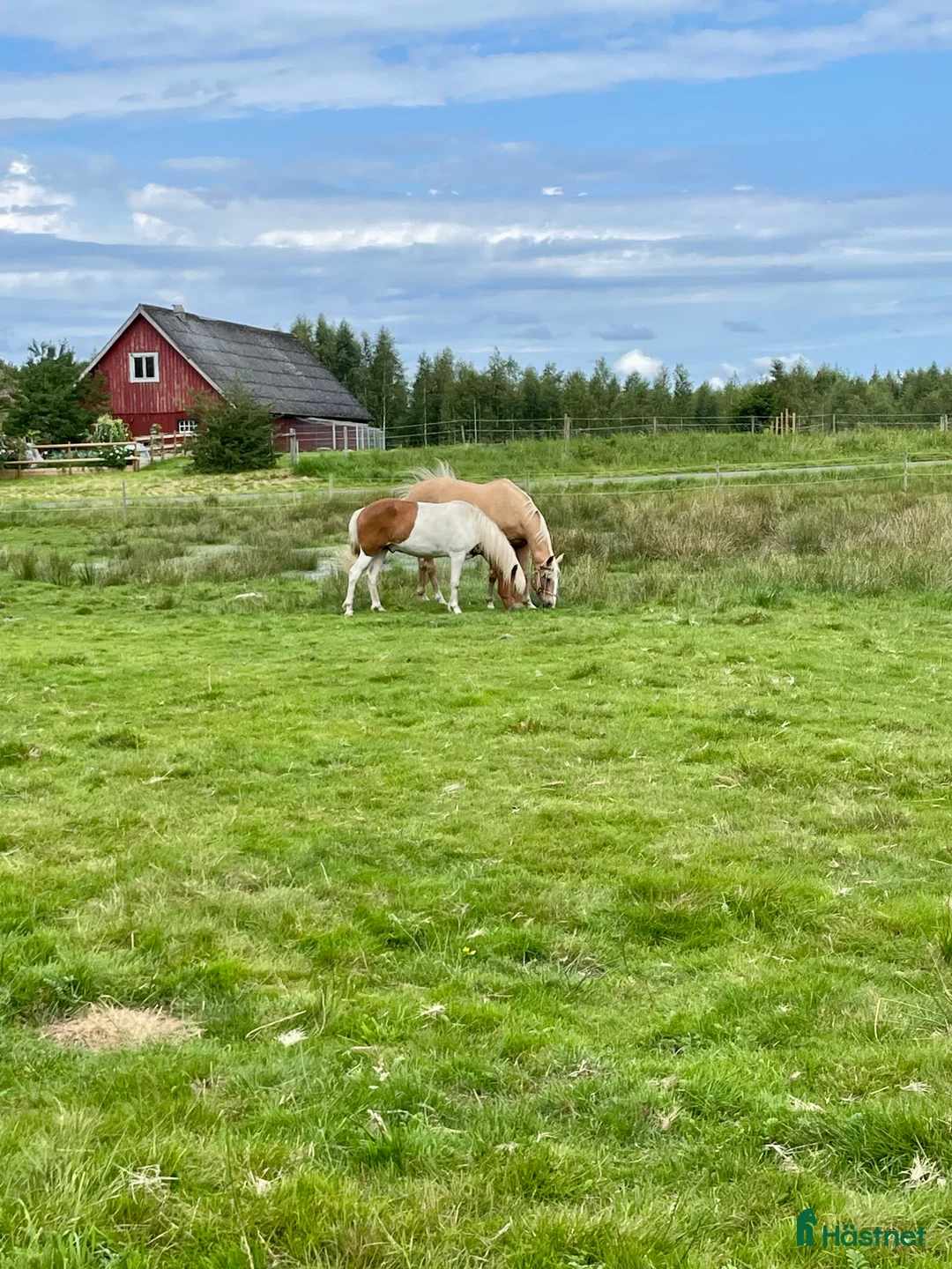  stallplats finnes: Lösdrift för valack  - Annons 2