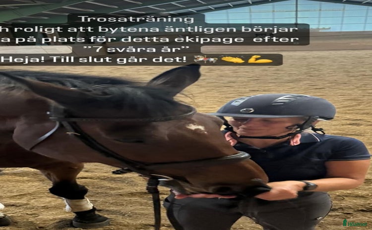  hästar i Trosa - Annons 6