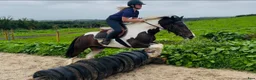 Allround hästar till salu: Coloured D pony - Annons 8