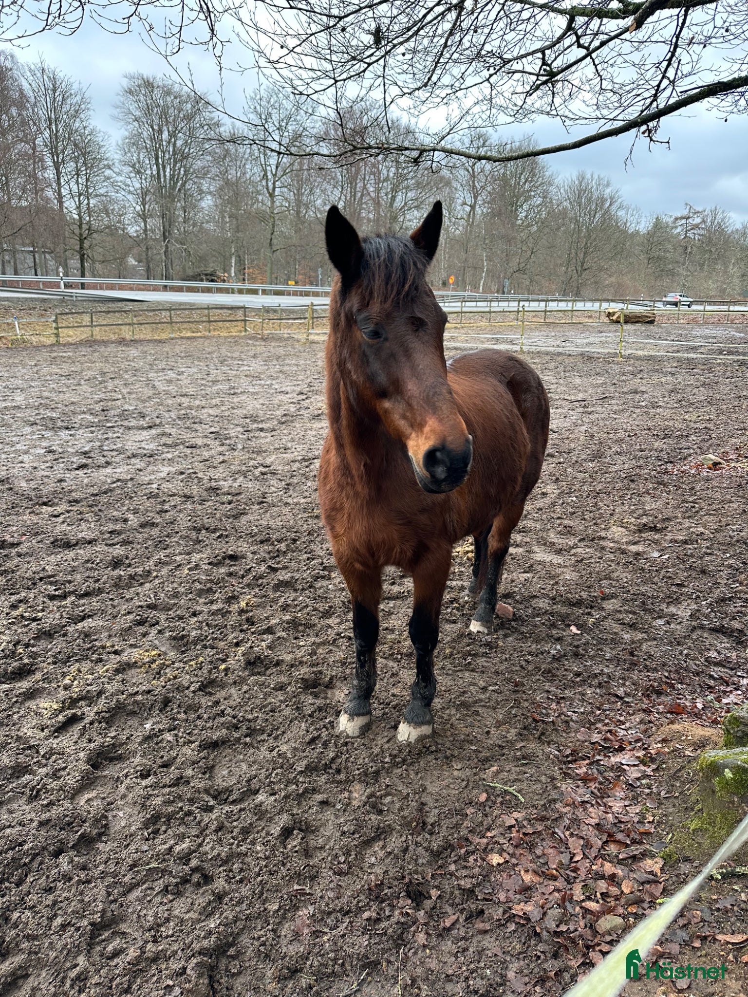  hästar Skogsmulle / sällskap - Annons 2