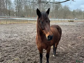 hästar Skogsmulle / sällskap - Annons 2