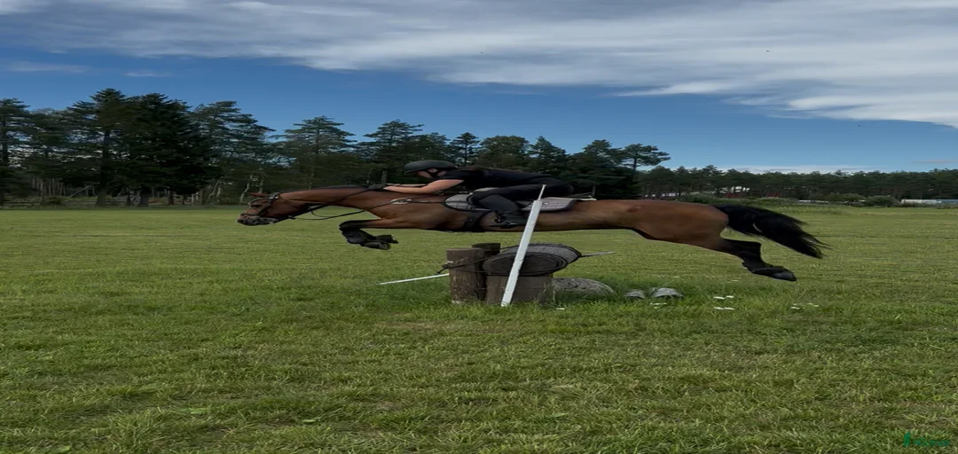 Galleribild {{count}}