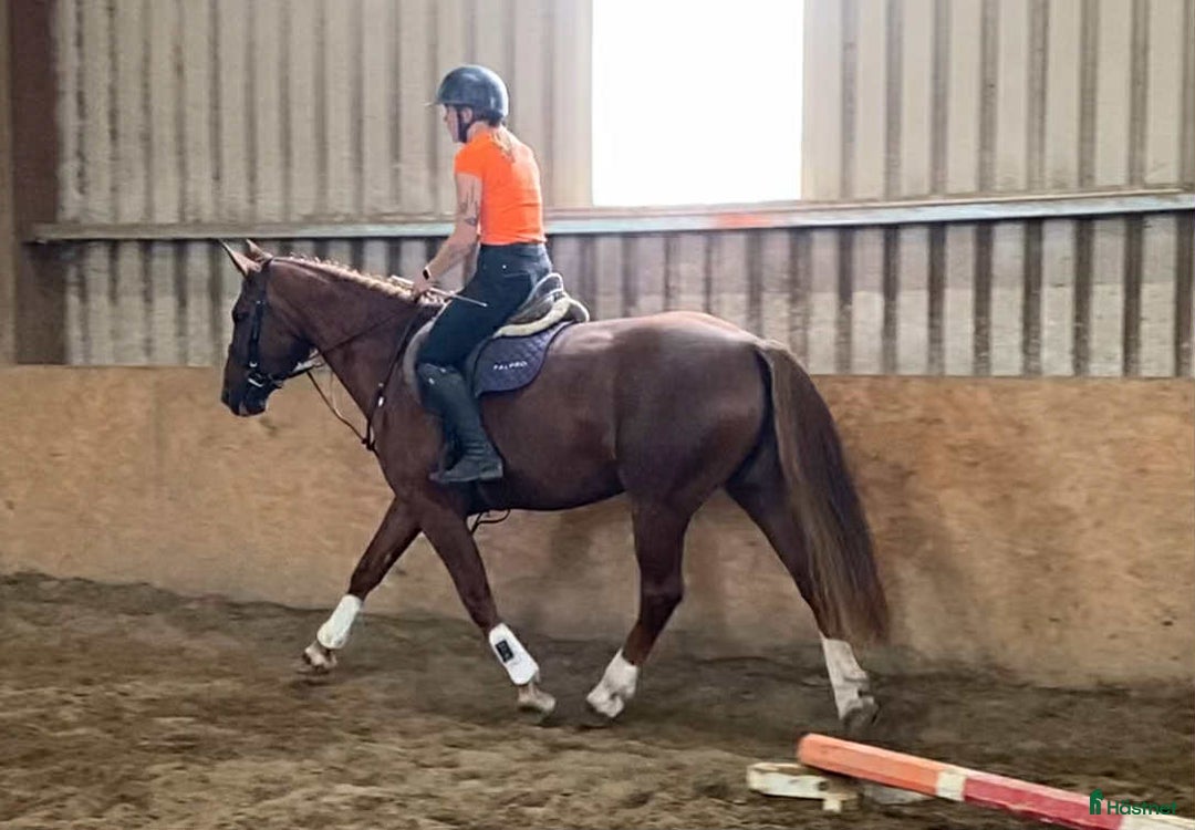 Allround hästar till salu: Solid allrounder 163cm i Ljungby - Annons 9