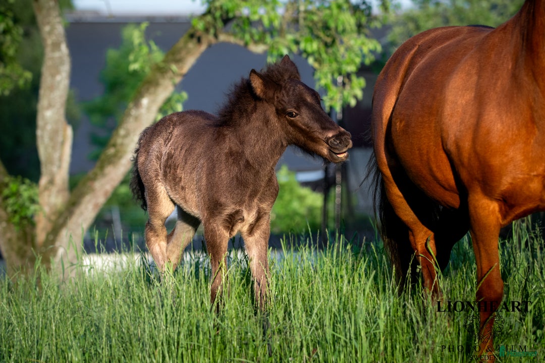 Island hästar till salu: Stor unghingst med gyllene hjärta och potential i Tranås - Annons 5