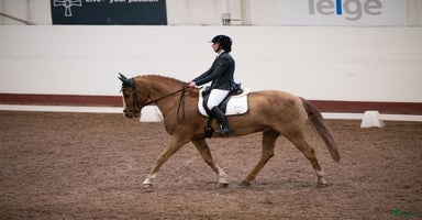  hästar i Södertälje - Annons 3