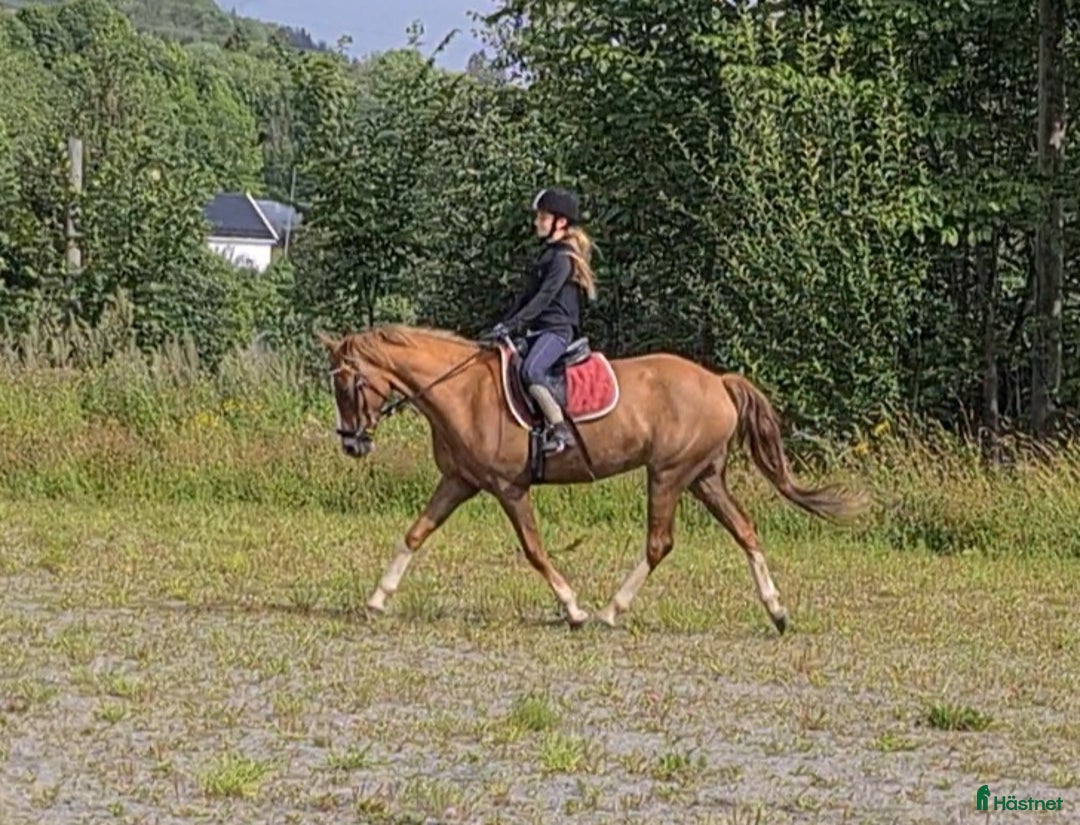 Dressyr hästar till salu: Nydelig liten dressurbetont hoppe i Lier - Bild 11