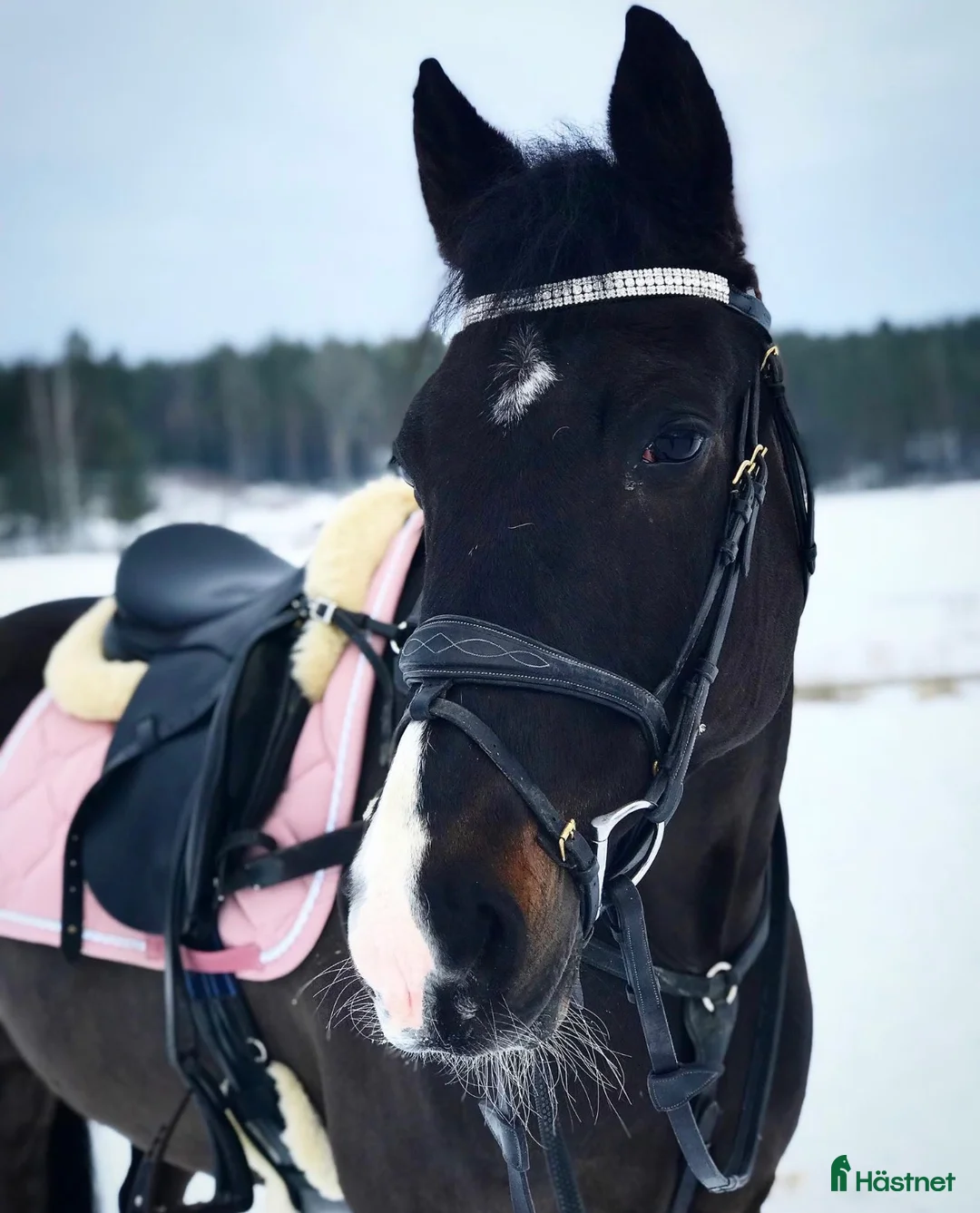 Sällskap hästar till salu: Supersnäll sällskapshäst  - Annons 3