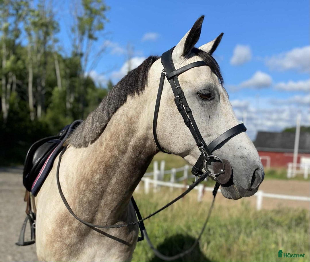 Hoppning hästar till salu: Vacker valack med potential i Jönåker - Annons 2