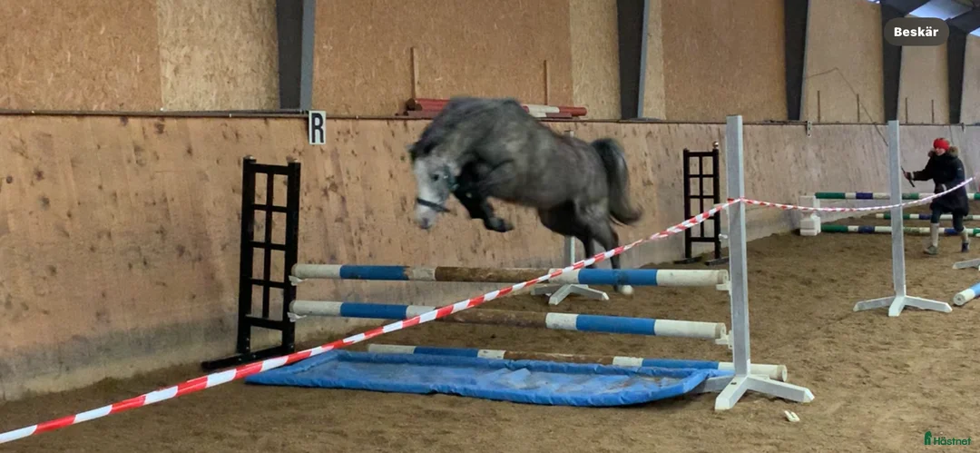 Hoppning hästar till salu: Kvalitetsponny för dom största klasserna💫 i Munka-ljungby - Annons 5