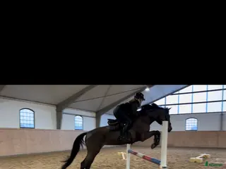 hästar Trevligt sto att utbilda vidare! Pris diskuterbart - Annons 2