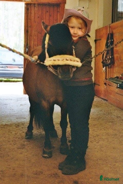  foderhäst Foderponny/häst sökes i Uppsala - Annons 13