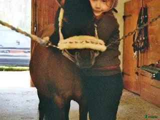 foderhäst Foderponny/häst sökes i Uppsala - Annons 13
